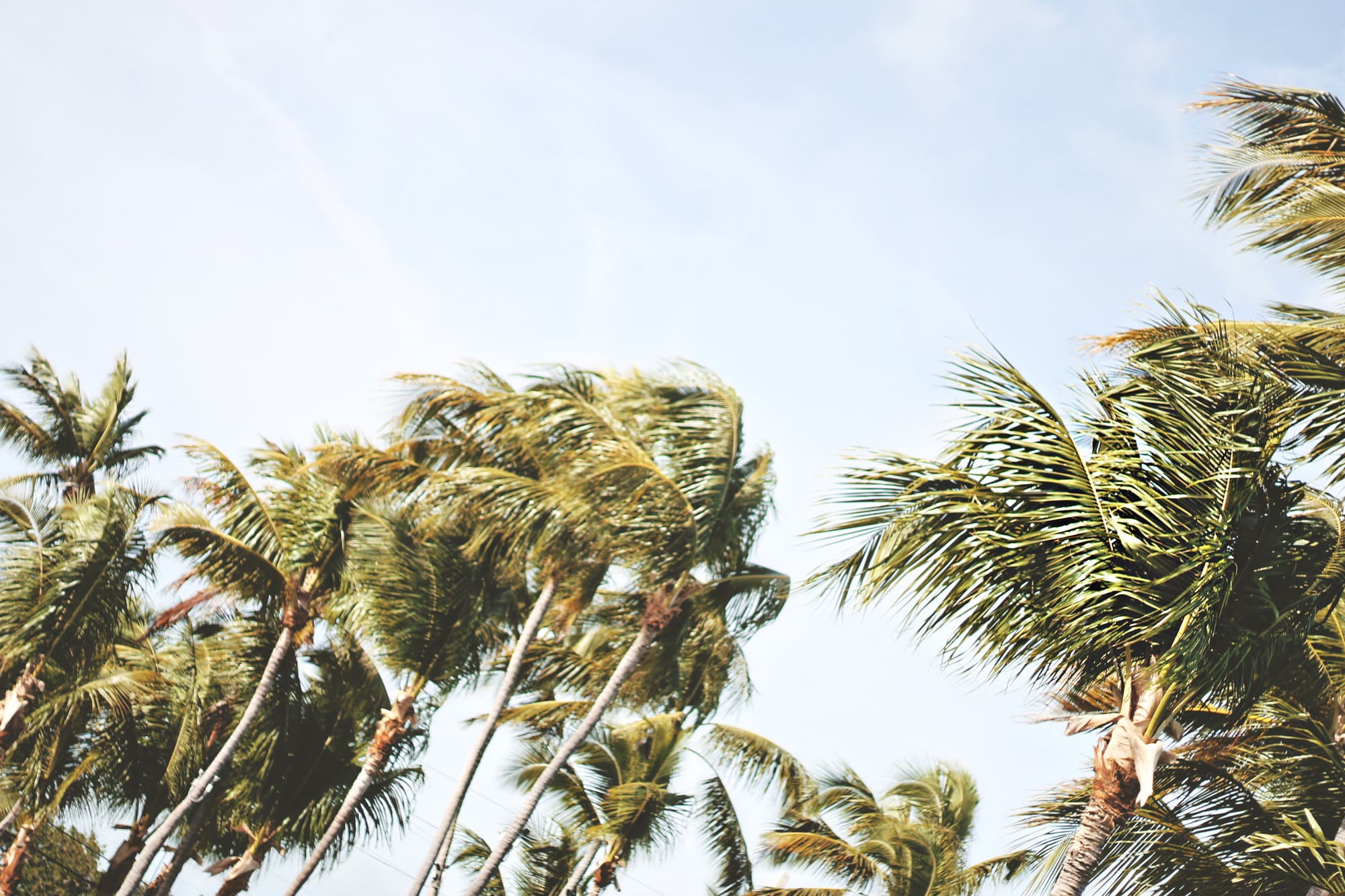 Palm trees bending in strong wind ahead of a storm
